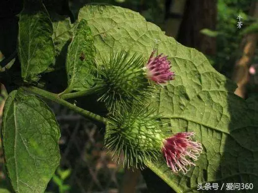 婆婆家門前種的「大草」,用它泡茶能降血糖,婆婆一年得喝一大棵呢