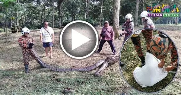 拉美士草叢發現大蟒蛇 4消拯員2民眾聯手捕捉