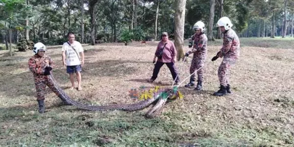 拉美士草叢發現大蟒蛇 4消拯員2民眾聯手捕捉
