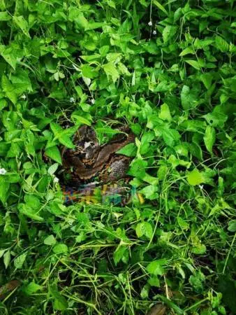 拉美士草叢發現大蟒蛇 4消拯員2民眾聯手捕捉