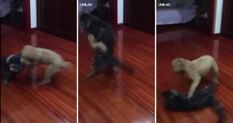 服務犬金金看到最愛的布魯托「變好大」 秒衝過去互動把網友萌翻