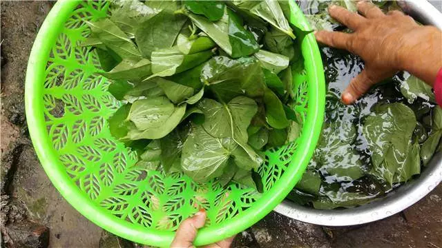 這個葉子能排毒抗癌,農村人視而不見,城裡人想吃卻有錢也買不到!