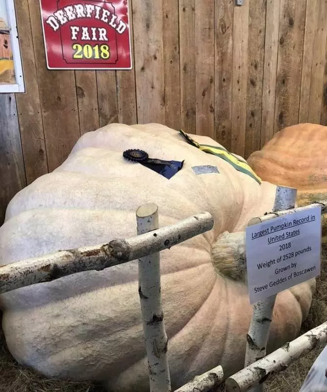巨大的馬肺視覺超衝擊 23張「幫大家解開好奇心」的揭秘照片