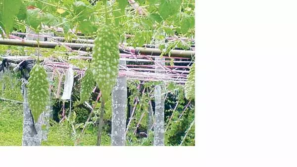 【真實個案】遺傳糖尿病,草藥果汁降血糖,劉先生避免了把腳鋸掉!