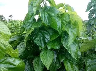 一片葉子, 恢復視力有奇效! 孩子治療近視、老人防治老花眼,見效快,趕緊檢點回來