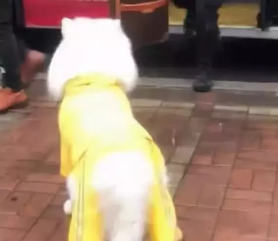 下雨天小姐姐在避雨,薩摩耶親自送傘來,鏟屎官:成功與否看你啦