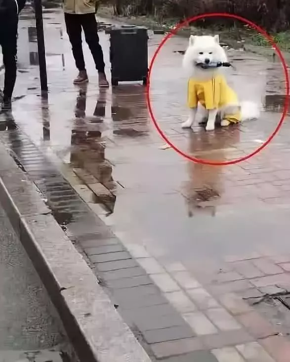 下雨天小姐姐在避雨,薩摩耶親自送傘來,鏟屎官:成功與否看你啦