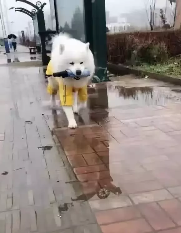下雨天小姐姐在避雨,薩摩耶親自送傘來,鏟屎官:成功與否看你啦