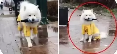 下雨天小姐姐在避雨,薩摩耶親自送傘來,鏟屎官:成功與否看你啦