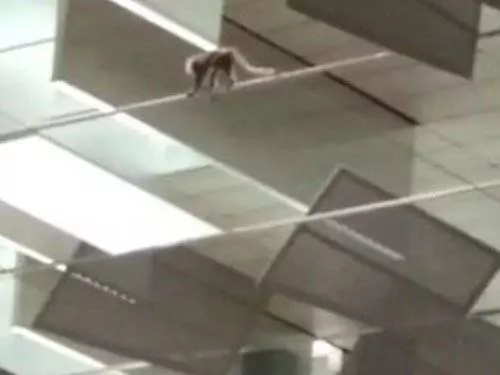 樟宜機場是水簾洞? 猴子出沒引騷動!