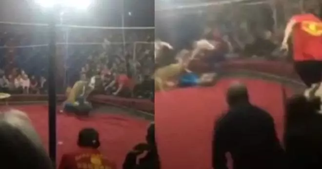 馬戲團母獅抓狂 4歲女童頭被咬拖進場中