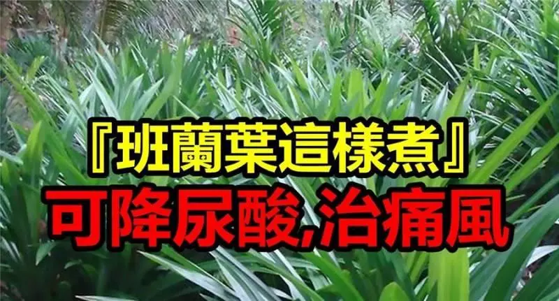 『班蘭葉這樣煮』居然可以降尿酸,治痛風