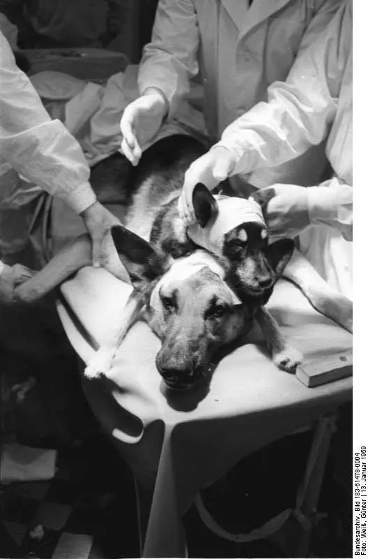 真實版地獄犬!蘇聯「把2狗縫成一隻」再讓牠復活 實驗過程驚悚到遮著眼看完...