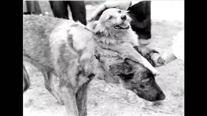 真實版地獄犬!蘇聯「把2狗縫成一隻」再讓牠復活 實驗過程驚悚到遮著眼看完...
