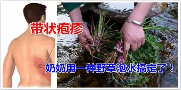 生蛇生到蛇纏腰,奶奶用一種野草泡水搞定了!