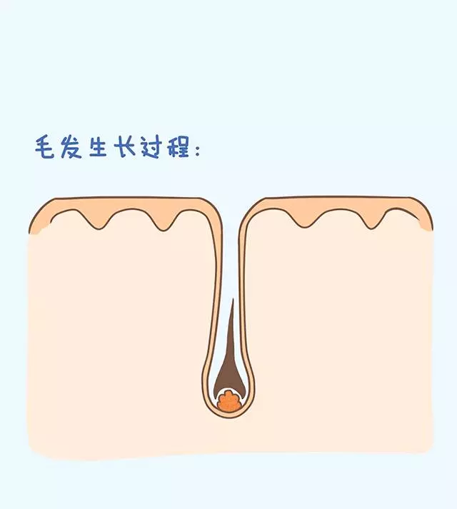 一天掉多少根頭髮算脫髮?別慌,科學解釋來了