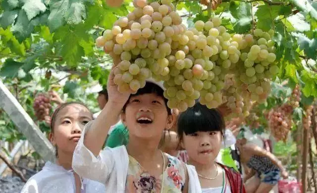 葡萄全身都是寶,吃它好處多多!顏色不同,功效也不同