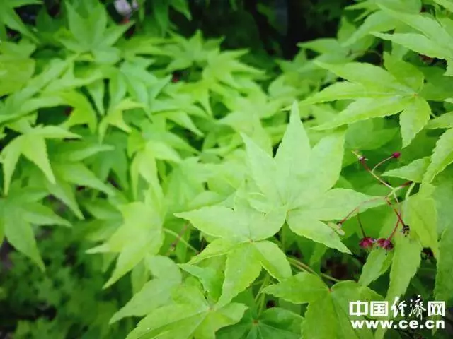 孩子,我不欠你的!震撼無數中國父母,一點不同的教育,結果大大不同