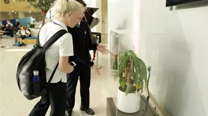 IKEA實驗讓2株植物分別被罵、被讚美 「30天後植物變化」讓大家上了震撼一課!