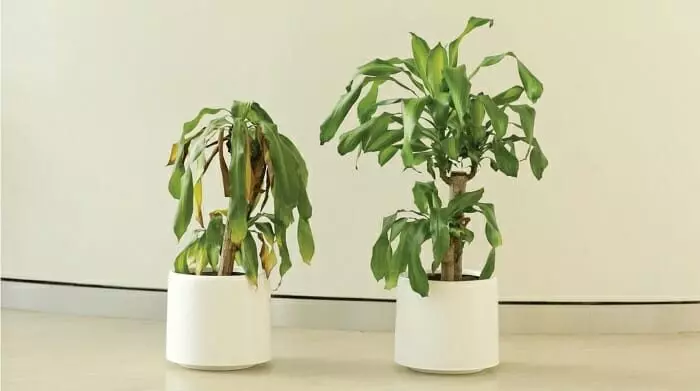 IKEA實驗讓2株植物分別被罵、被讚美 「30天後植物變化」讓大家上了震撼一課!