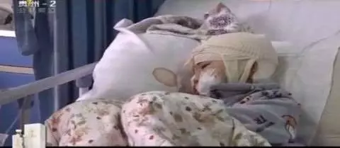 8歲女遭8狗圍攻亂咬 左眼拔出狗牙