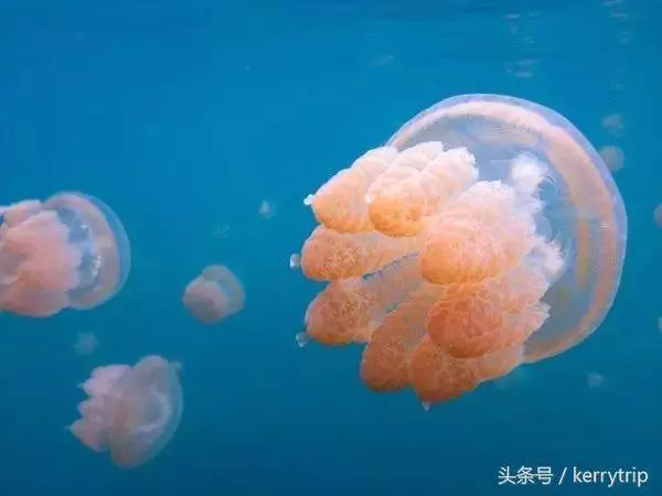 北緯1°藏著個迷人海島,人少水清好玩還免簽,離新加坡還很近 !