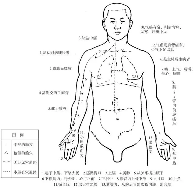 穴位養生堂:中醫介紹《手太陰肺經》