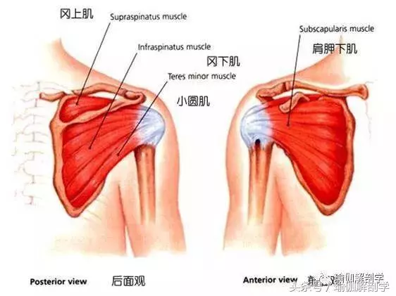 一套針對肩&背部的陰瑜伽序列