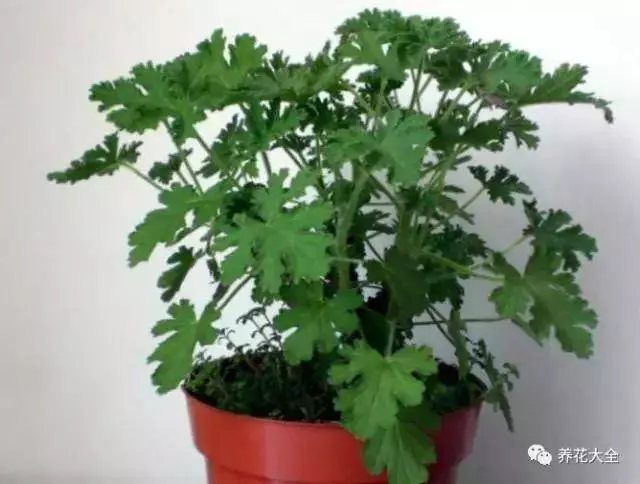 家裡必養的花,吸甲醛還能防蚊子,一盆頂個百寶箱