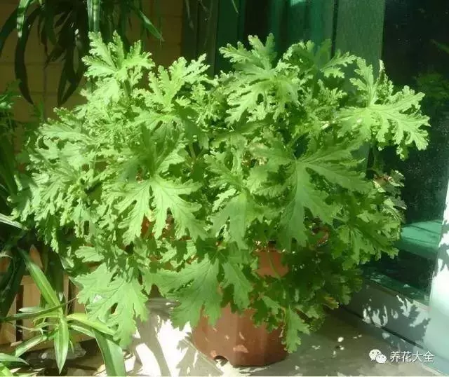 家裡必養的花,吸甲醛還能防蚊子,一盆頂個百寶箱