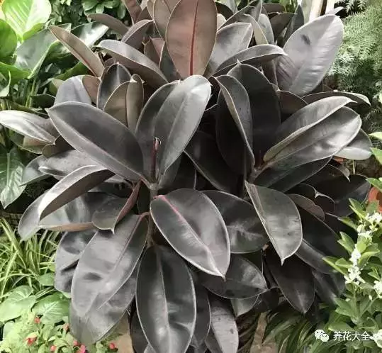 家裡必養的花,吸甲醛還能防蚊子,一盆頂個百寶箱