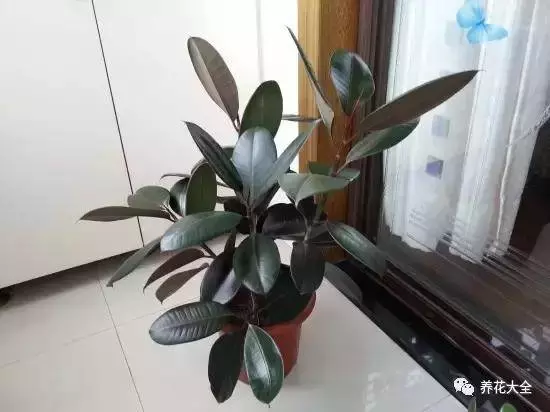 家裡必養的花,吸甲醛還能防蚊子,一盆頂個百寶箱