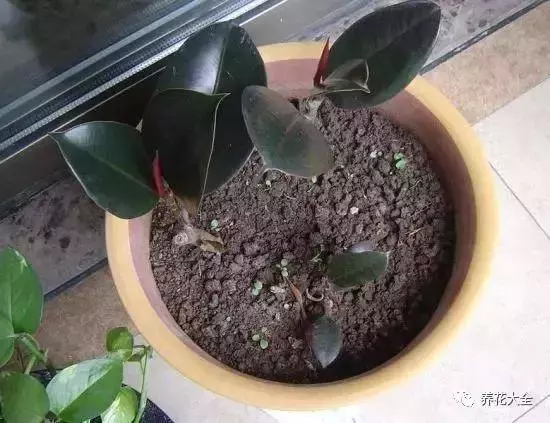 家裡必養的花,吸甲醛還能防蚊子,一盆頂個百寶箱