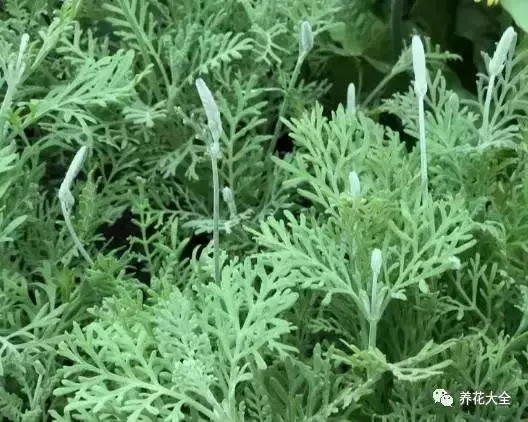 家裡必養的花,吸甲醛還能防蚊子,一盆頂個百寶箱