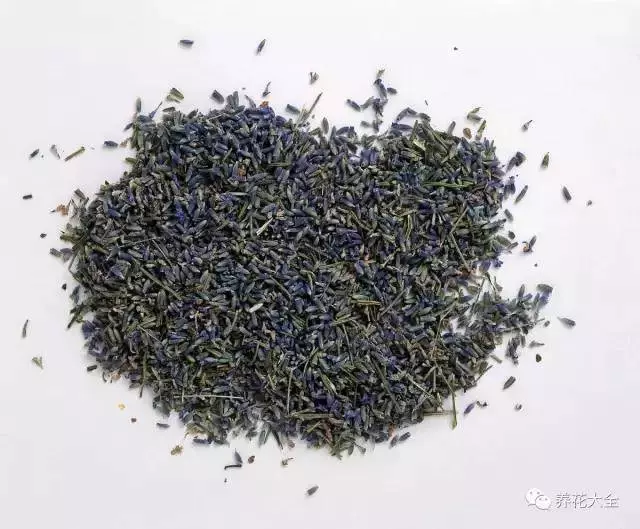 家裡必養的花,吸甲醛還能防蚊子,一盆頂個百寶箱