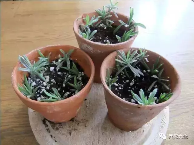 家裡必養的花,吸甲醛還能防蚊子,一盆頂個百寶箱