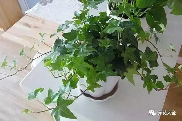 家裡必養的花,吸甲醛還能防蚊子,一盆頂個百寶箱