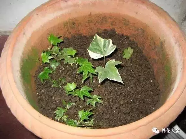 家裡必養的花,吸甲醛還能防蚊子,一盆頂個百寶箱