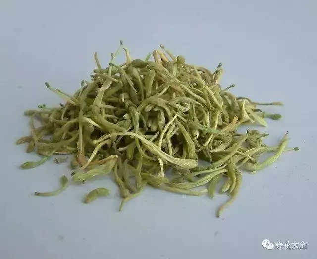 家裡必養的花,吸甲醛還能防蚊子,一盆頂個百寶箱