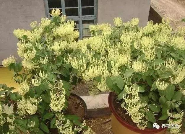 家裡必養的花,吸甲醛還能防蚊子,一盆頂個百寶箱