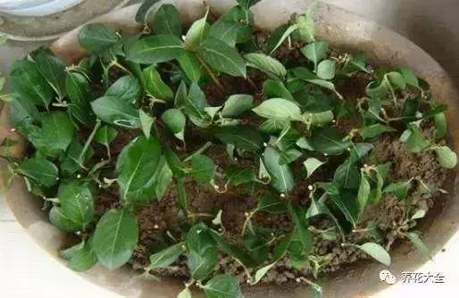 家裡必養的花,吸甲醛還能防蚊子,一盆頂個百寶箱