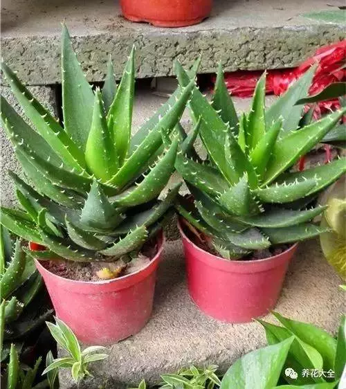 家裡必養的花,吸甲醛還能防蚊子,一盆頂個百寶箱