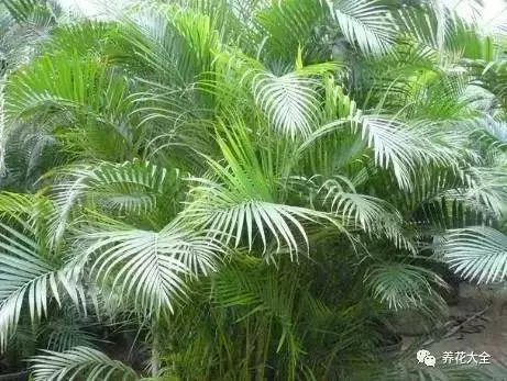 家裡必養的花,吸甲醛還能防蚊子,一盆頂個百寶箱