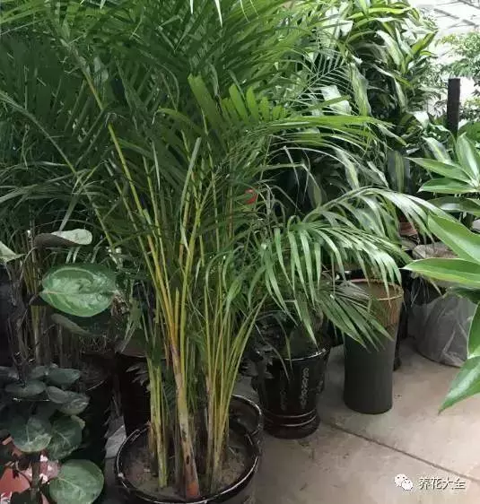 家裡必養的花,吸甲醛還能防蚊子,一盆頂個百寶箱