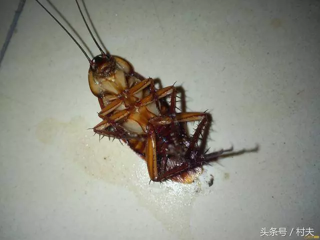 不小心被燙傷了,試試這兩個方法,試過的人都說非常棒