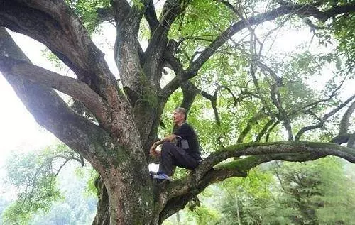 農村門前種樹,4種樹旺宅,三種樹是大忌