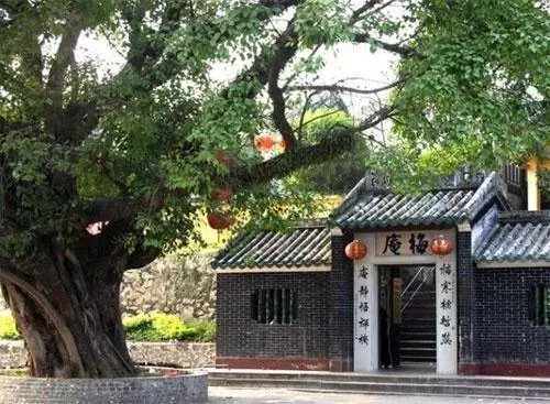 農村門前種樹,4種樹旺宅,三種樹是大忌