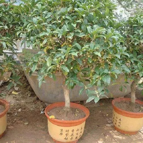 農村門前種樹,4種樹旺宅,三種樹是大忌