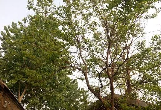 農村門前種樹,4種樹旺宅,三種樹是大忌