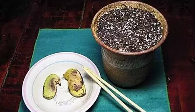 吃完的芒果先別急著扔,一個媽媽做了這件事,奇蹟就發生了...